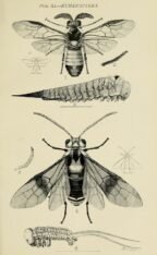 scientific-illustration-naturalist-drawing-0013
