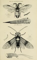 scientific-illustration-naturalist-drawing-0013