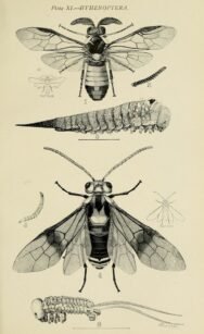 scientific-illustration-naturalist-drawing-0013