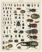 scientific-illustration-naturalist-drawing-0014
