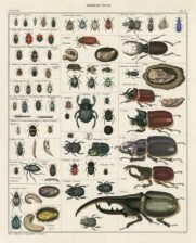 scientific-illustration-naturalist-drawing-0014