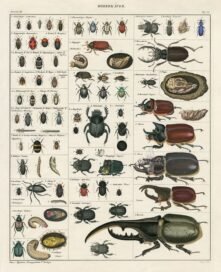 scientific-illustration-naturalist-drawing-0014