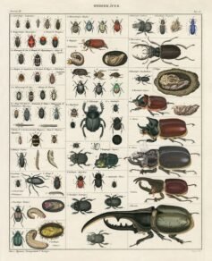 scientific-illustration-naturalist-drawing-0014