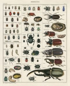 scientific-illustration-naturalist-drawing-0014