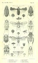 scientific-illustration-naturalist-drawing-0015