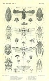 scientific-illustration-naturalist-drawing-0015