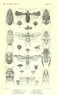 scientific-illustration-naturalist-drawing-0015