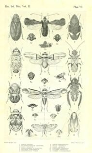 scientific-illustration-naturalist-drawing-0015