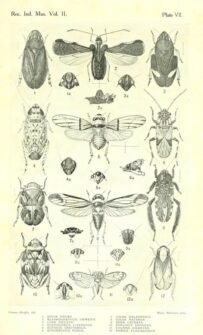 scientific-illustration-naturalist-drawing-0015