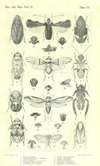 scientific-illustration-naturalist-drawing-0015