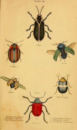 scientific-illustration-naturalist-drawing-0017