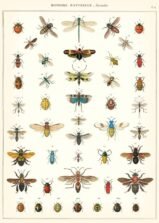 scientific-illustration-naturalist-drawing-0018