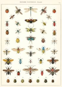 scientific-illustration-naturalist-drawing-0018