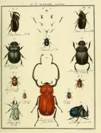 scientific-illustration-naturalist-drawing-0019