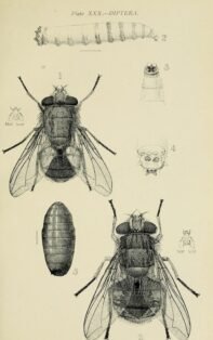 scientific-illustration-naturalist-drawing-0020