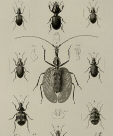 scientific-illustration-naturalist-drawing-0021