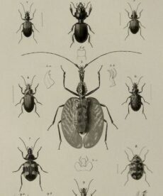 scientific-illustration-naturalist-drawing-0021