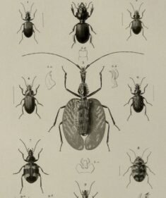 scientific-illustration-naturalist-drawing-0021