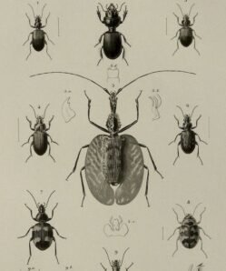 scientific-illustration-naturalist-drawing-0021