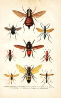 scientific-illustration-naturalist-drawing-0023