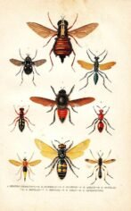 scientific-illustration-naturalist-drawing-0023