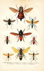 scientific-illustration-naturalist-drawing-0023