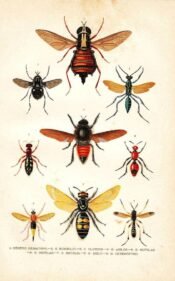 scientific-illustration-naturalist-drawing-0023