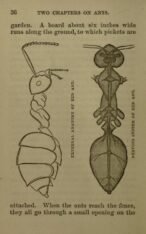 scientific-illustration-naturalist-drawing-0024