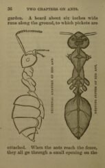 scientific-illustration-naturalist-drawing-0024