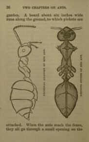 scientific-illustration-naturalist-drawing-0024