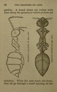 scientific-illustration-naturalist-drawing-0024