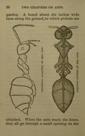 scientific-illustration-naturalist-drawing-0024