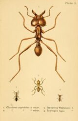 scientific-illustration-naturalist-drawing-0025