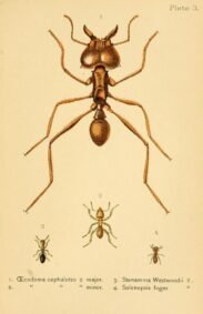 scientific-illustration-naturalist-drawing-0025