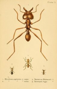 scientific-illustration-naturalist-drawing-0025