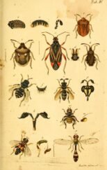 scientific-illustration-naturalist-drawing-0026