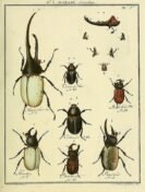 scientific-illustration-naturalist-drawing-0027