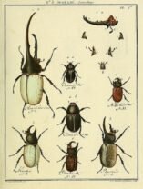 scientific-illustration-naturalist-drawing-0027