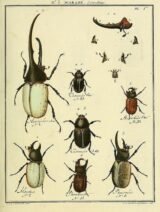 scientific-illustration-naturalist-drawing-0027