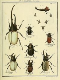 scientific-illustration-naturalist-drawing-0027