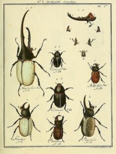 scientific-illustration-naturalist-drawing-0027