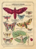scientific-illustration-naturalist-drawing-0028