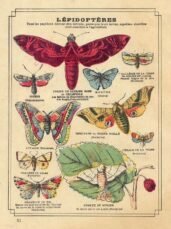 scientific-illustration-naturalist-drawing-0028