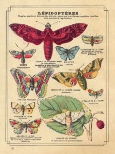 scientific-illustration-naturalist-drawing-0028