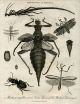 scientific-illustration-naturalist-drawing-0029