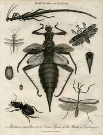 scientific-illustration-naturalist-drawing-0029