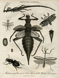 scientific-illustration-naturalist-drawing-0029