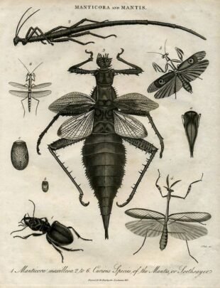 scientific-illustration-naturalist-drawing-0029