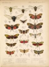scientific-illustration-naturalist-drawing-0030