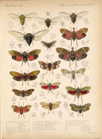 scientific-illustration-naturalist-drawing-0030